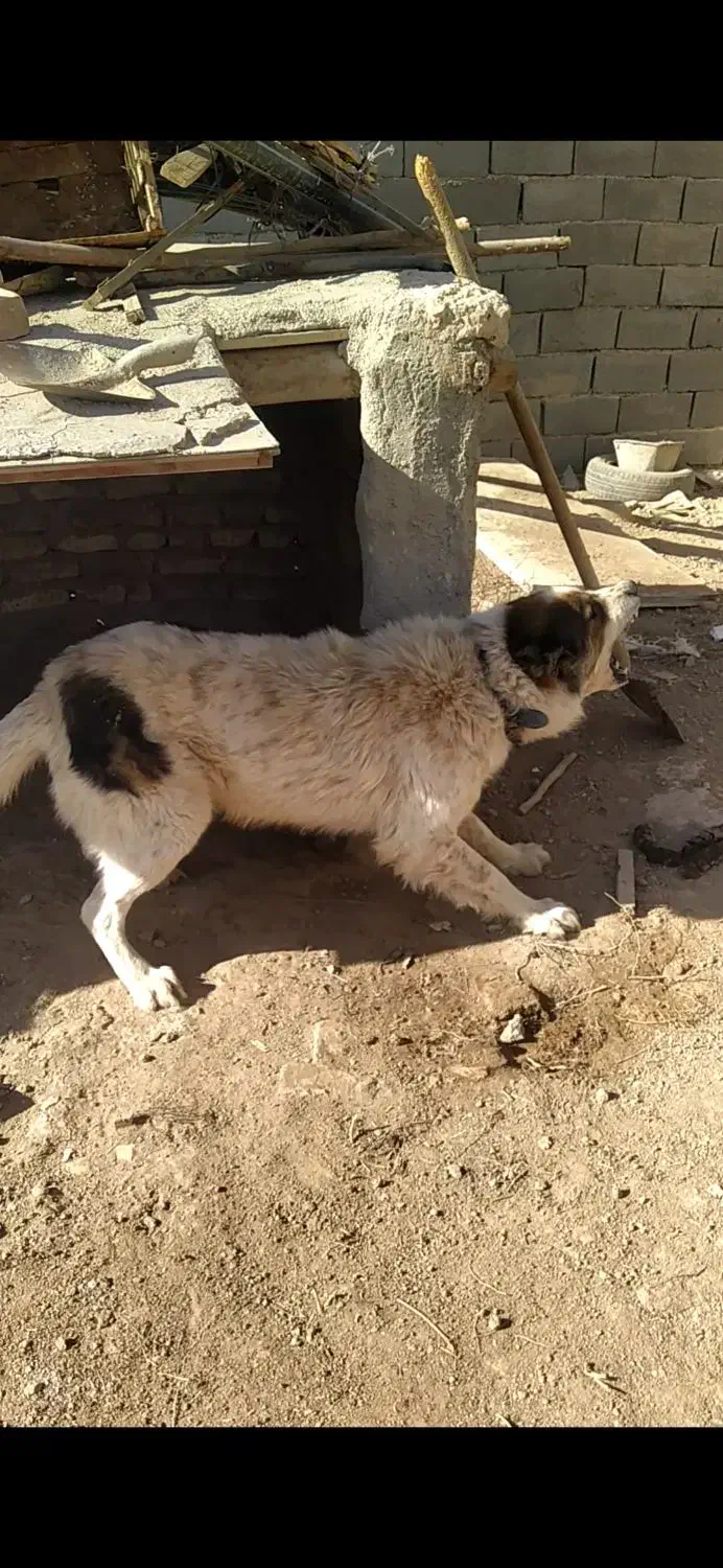 واگذاری دو عدد سگ نگهبان|سگ|ورامین, خیر آباد|دیوار