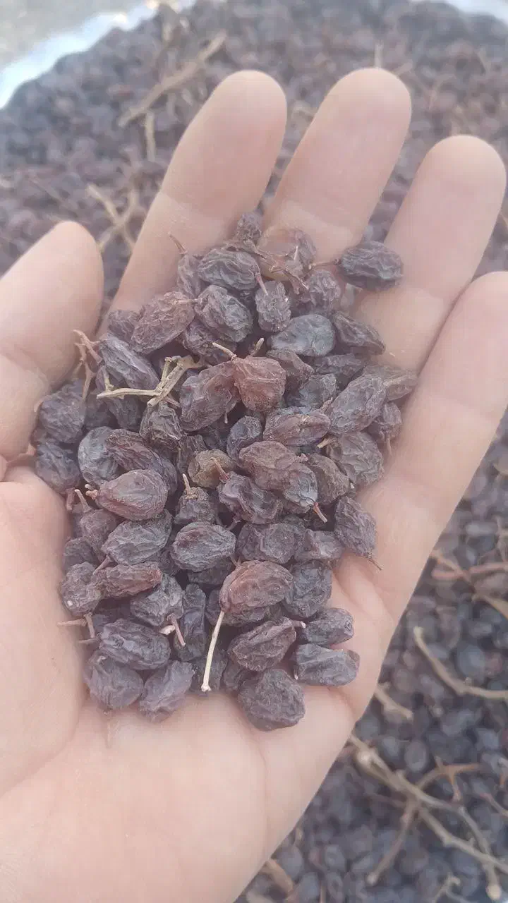 کشمش به صورت عمده|خوردنی و آشامیدنی|تاکستان, |دیوار