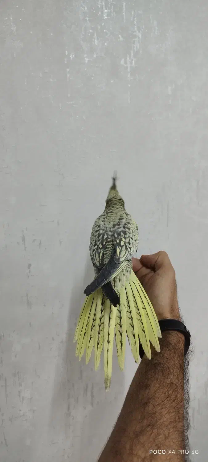 عروس هلندی مرواریدی|پرنده|ری, سیزده آبان|دیوار