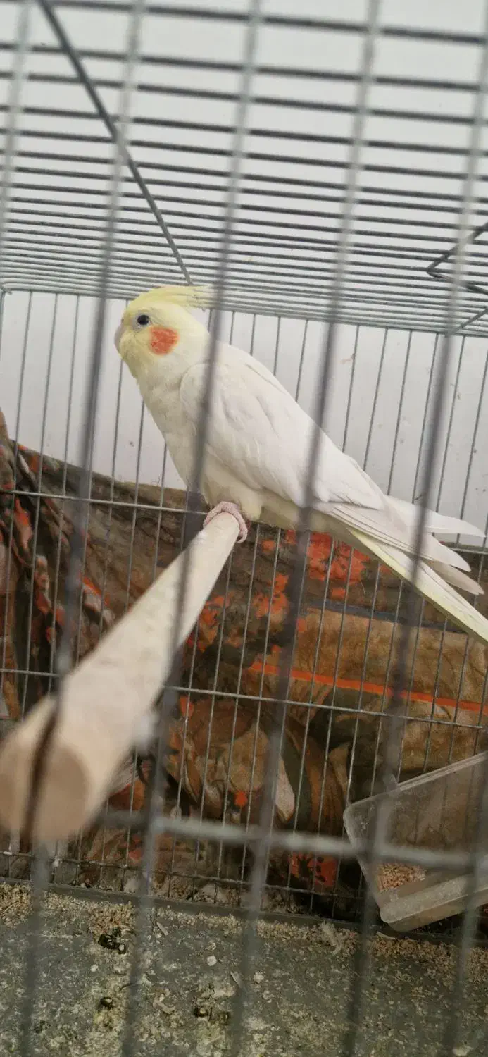 عروس هلندی ماده تخم گذار|پرنده|قم, شهرک مهدیه (مدرس)|دیوار