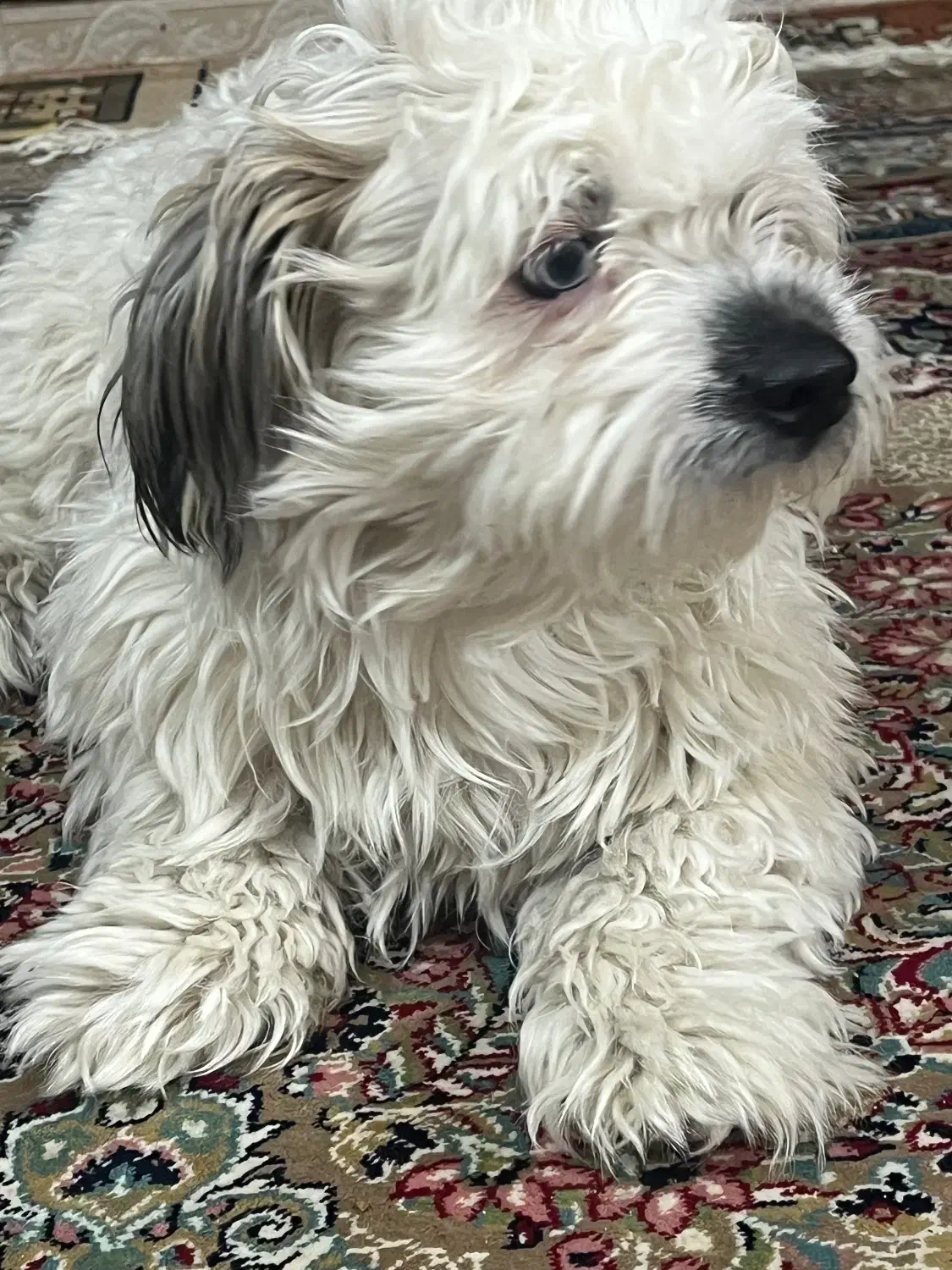 سگ گمشده|حیوانات|ورامین, ورامین|دیوار