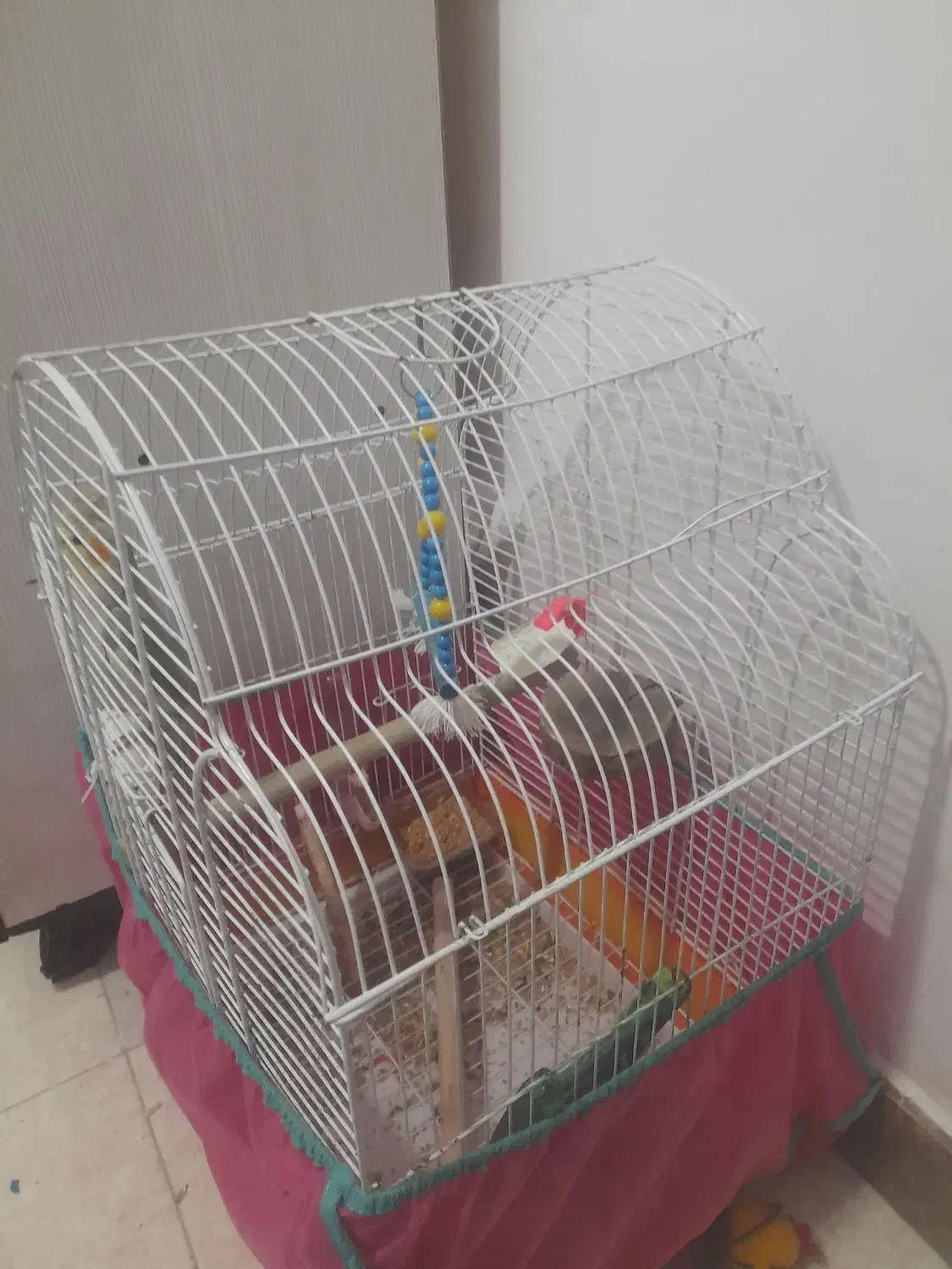 عروس هلندی|پرنده|سیاهکل, |دیوار