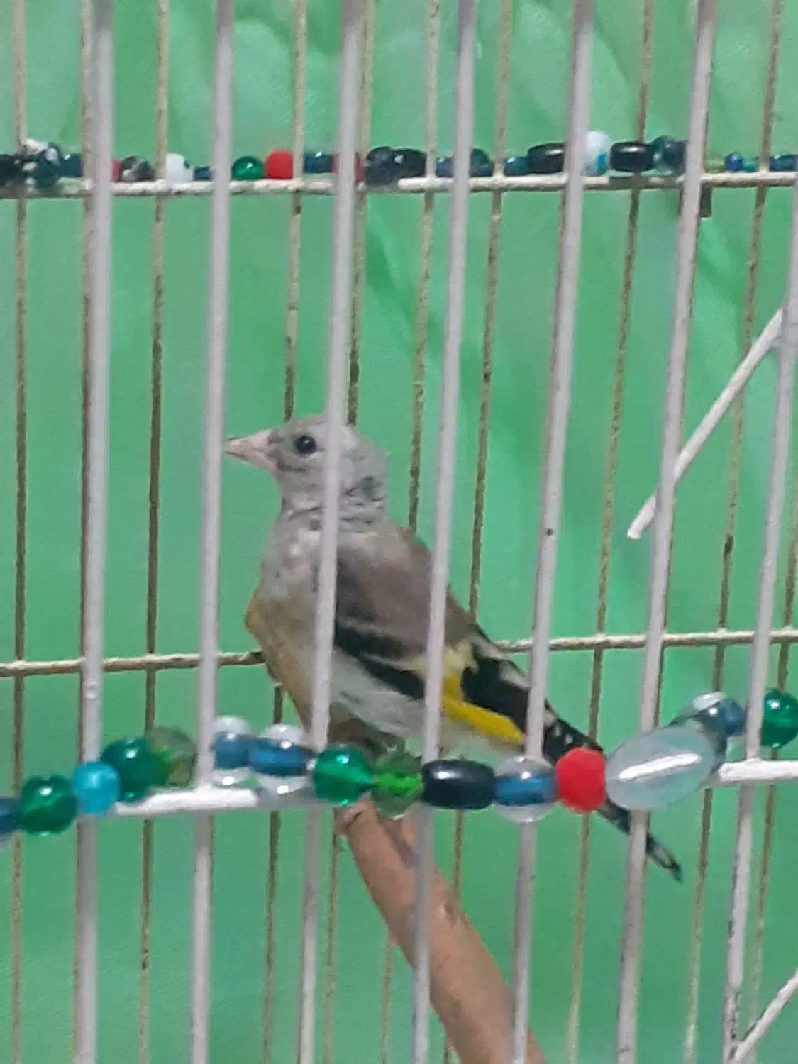 پرنده|پرنده|لاهیجان, خالو باغ|دیوار