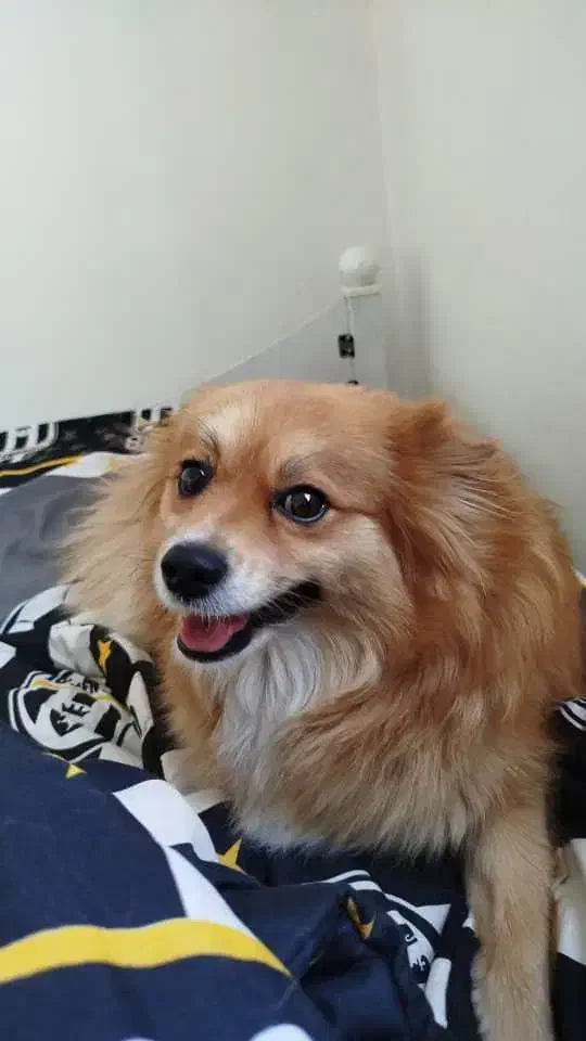 سگ پامر خرسی|سگ|فردیس, سرحد آباد|دیوار