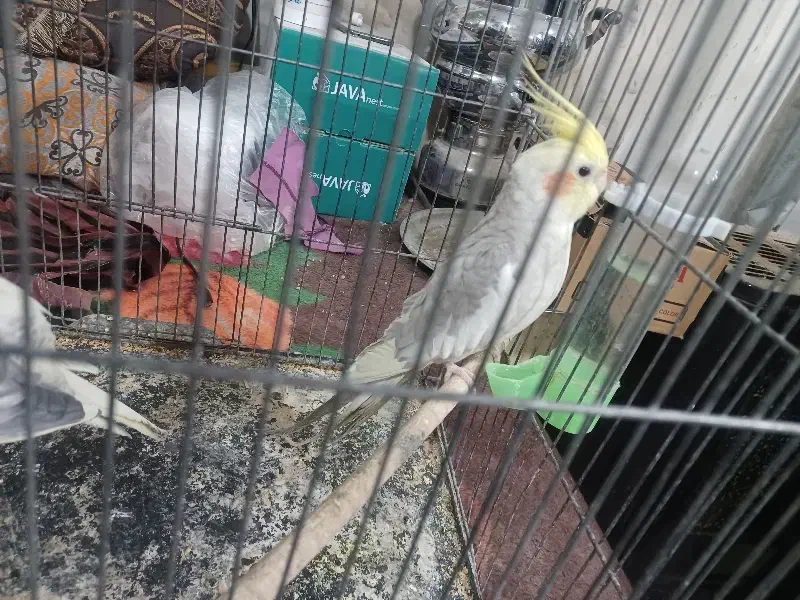 عروس هلندی|پرنده|نورآباد ممسنی, |دیوار