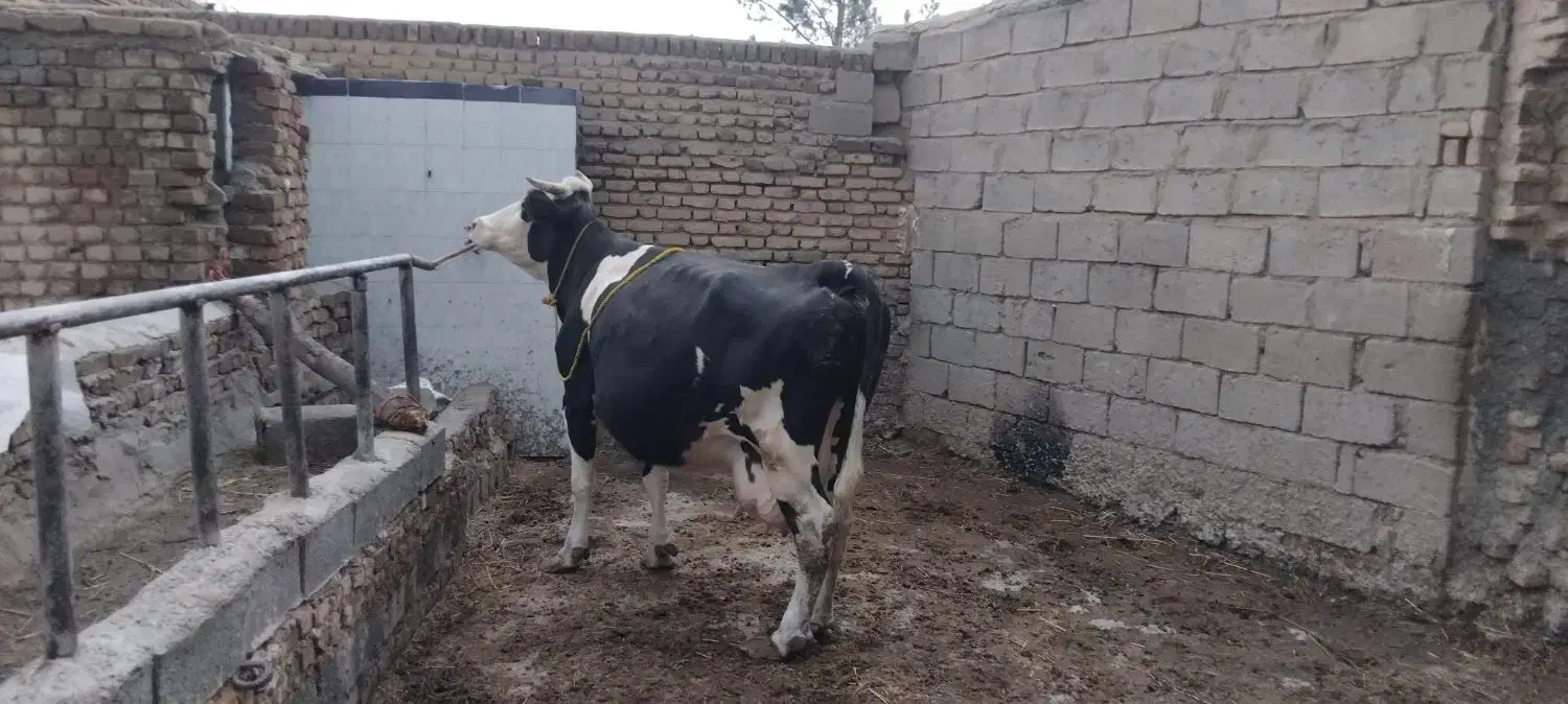 گاو|حیوانات مزرعه|میاندوآب, |دیوار