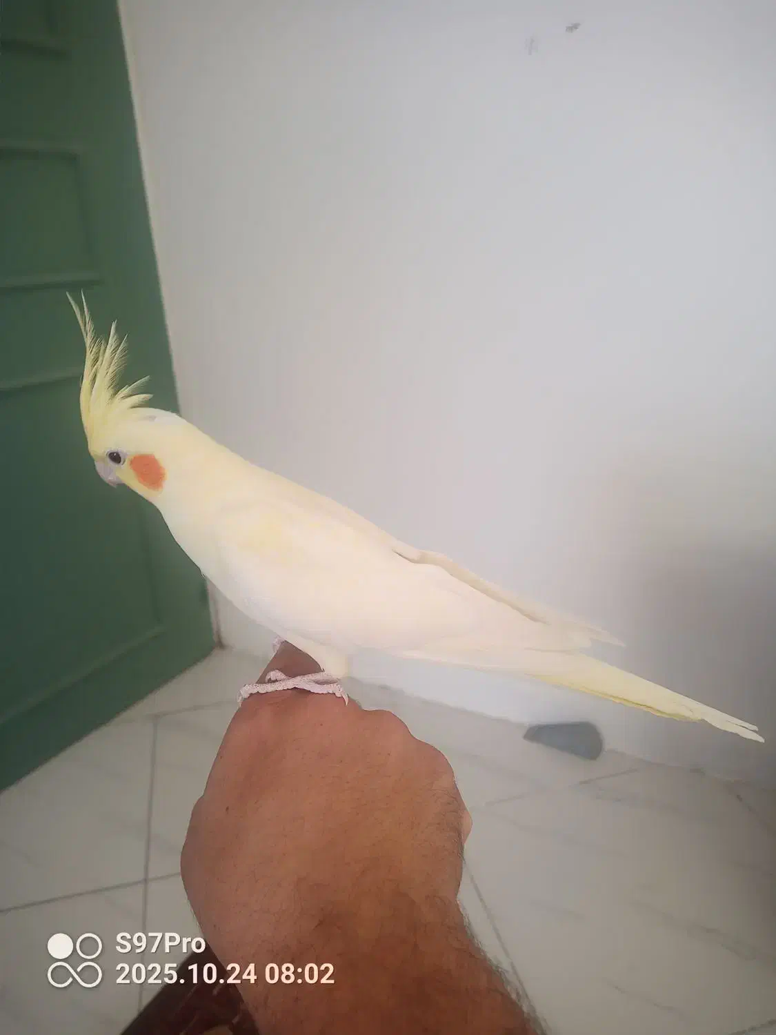 عروس هلندی نر جوان خونگی|پرنده|مشهد, کوثر|دیوار