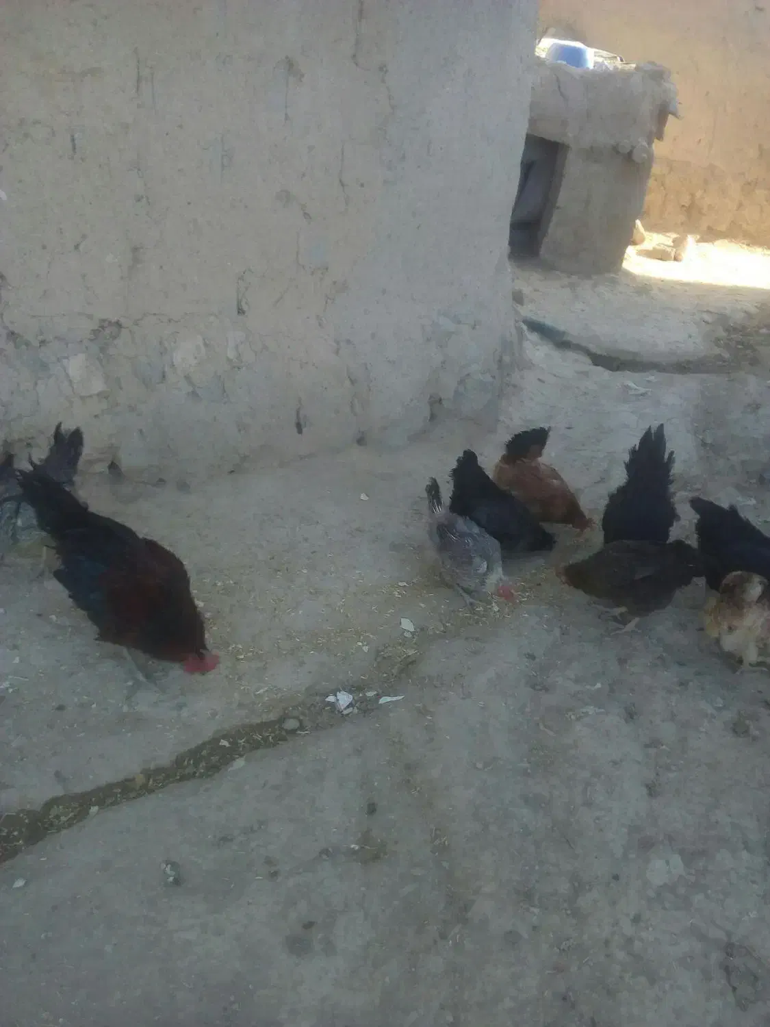 مرغ وخروس|حیوانات مزرعه|بیجار, |دیوار