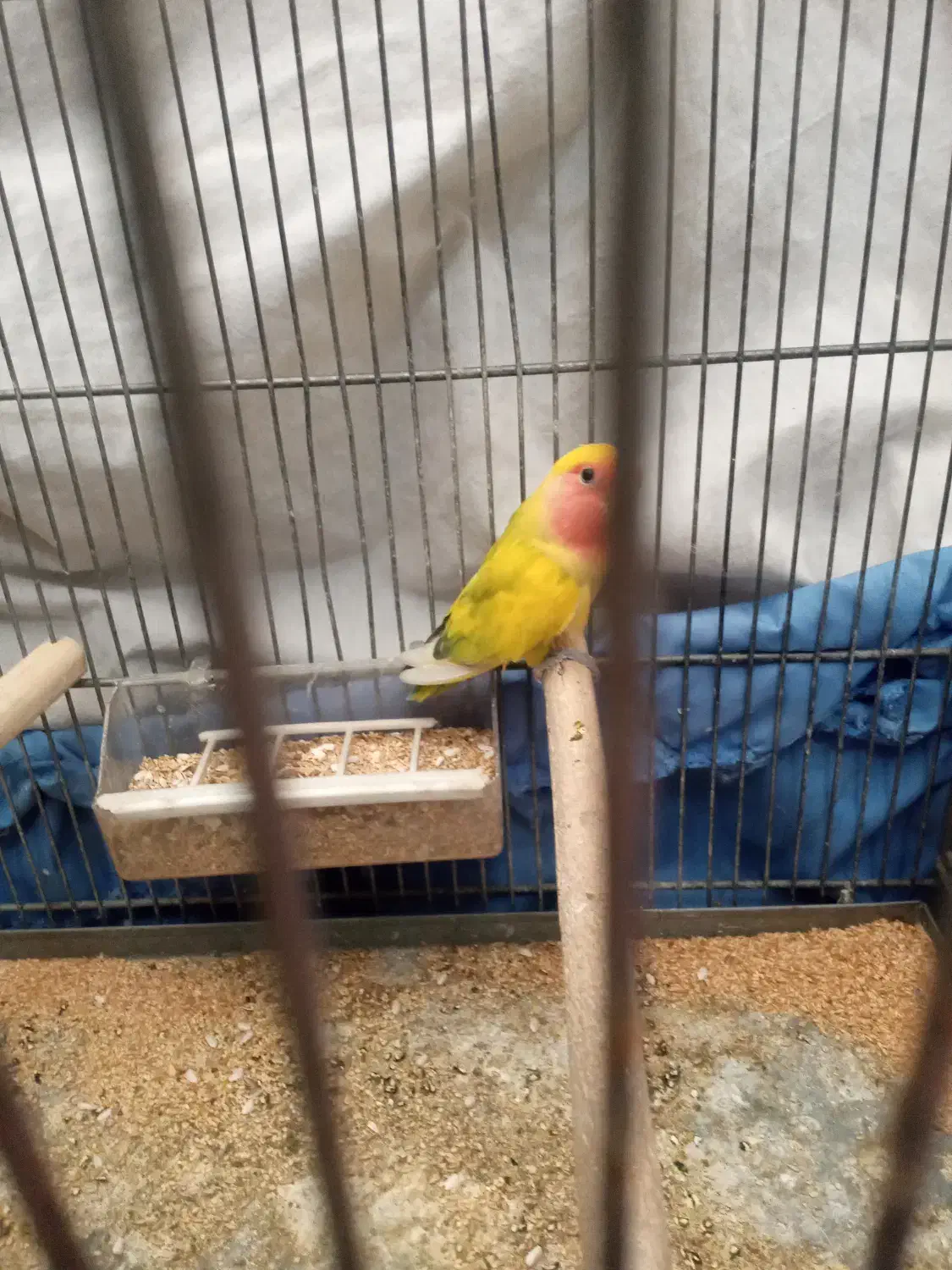 کوتوله نر‌‌ خوش رنگ|پرنده|اصفهان, شاهزاده ابراهیم|دیوار