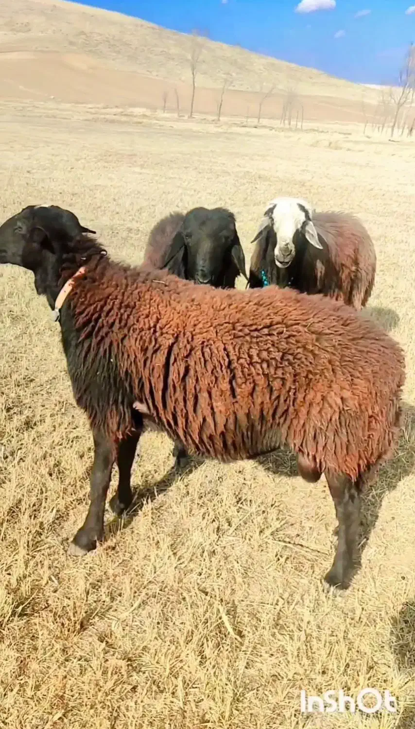 باسلام|حیوانات مزرعه|کوراییم, |دیوار