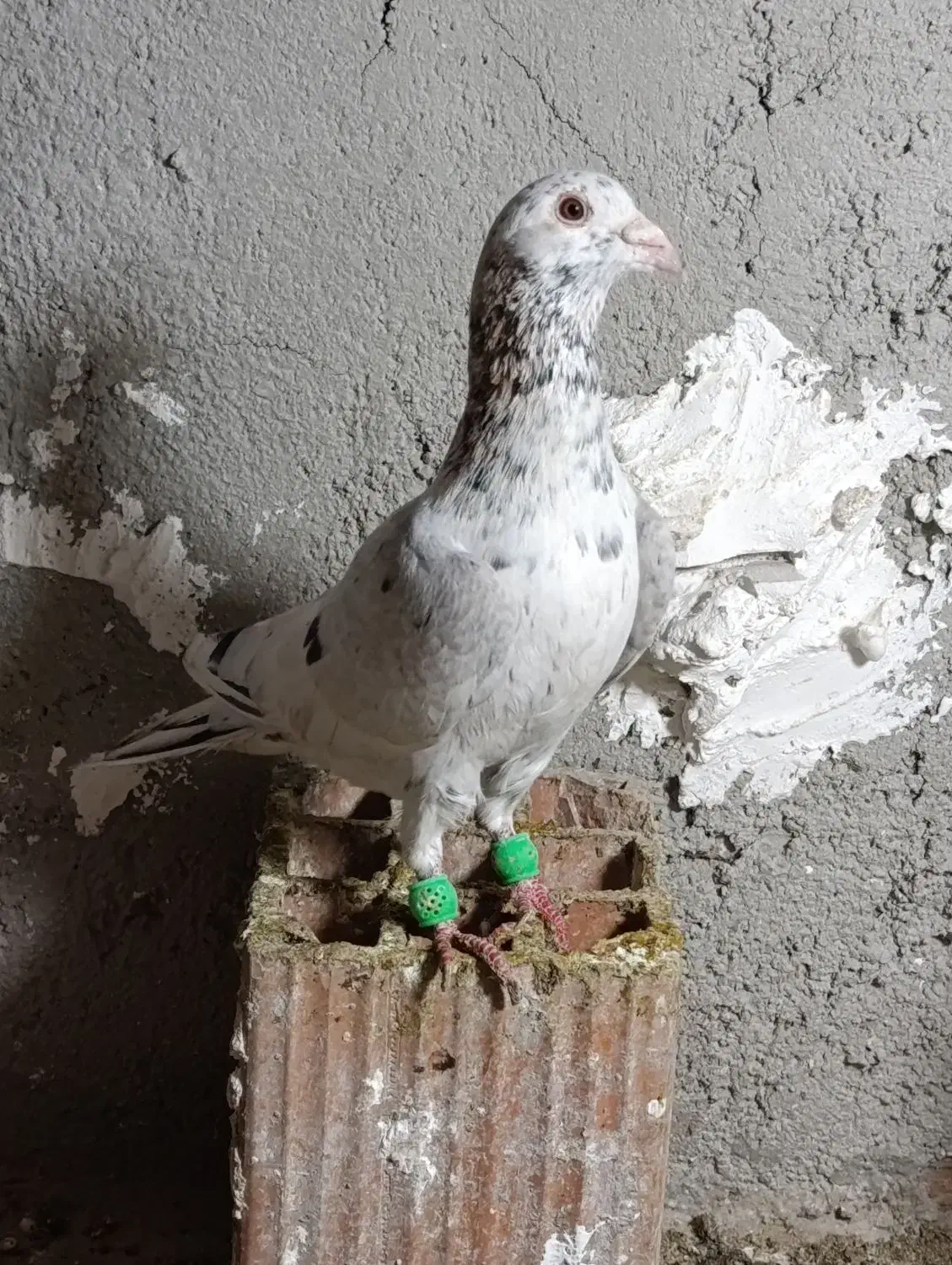 چندتاکبوتردرجه یک|پرنده|گنبد کاووس, |دیوار