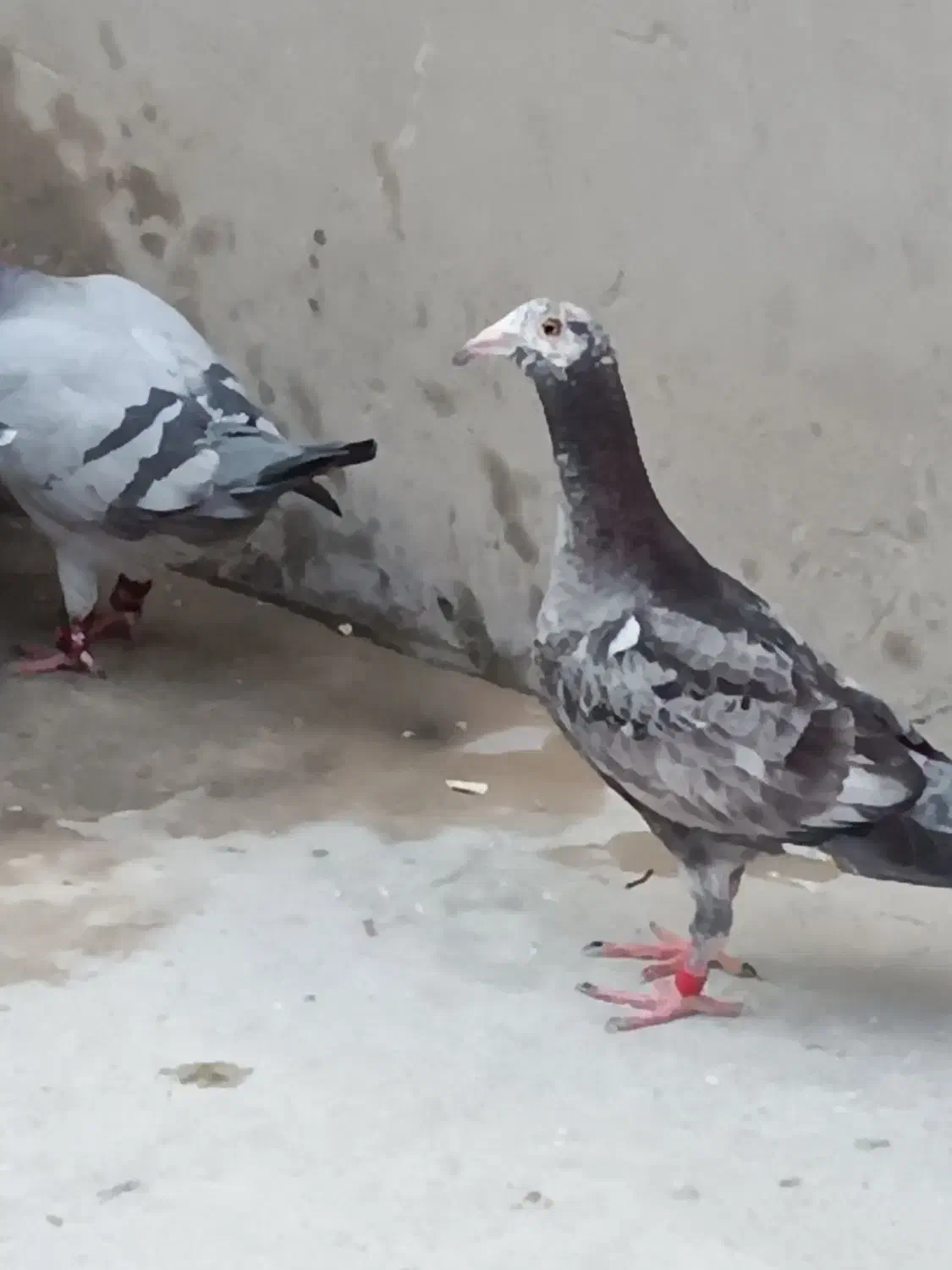 کبوتر گوره ای جوجه 2500|پرنده|برازجان, |دیوار