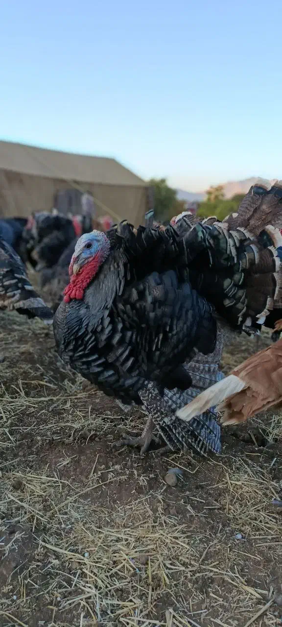 بوقلمون محلی|حیوانات مزرعه|پیرانشهر, |دیوار