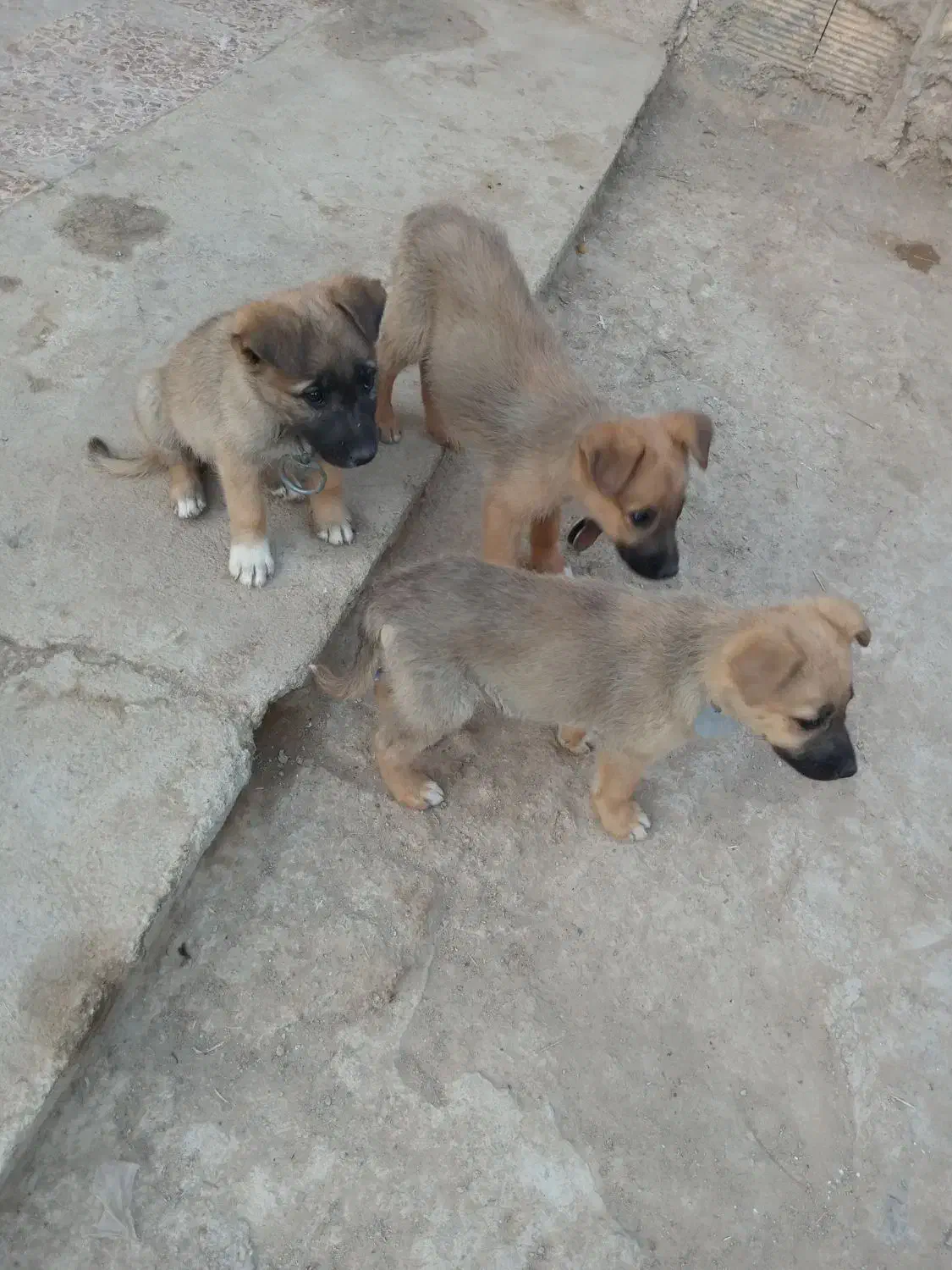 حیوان نمایشی....|سگ|اسفراین, |دیوار