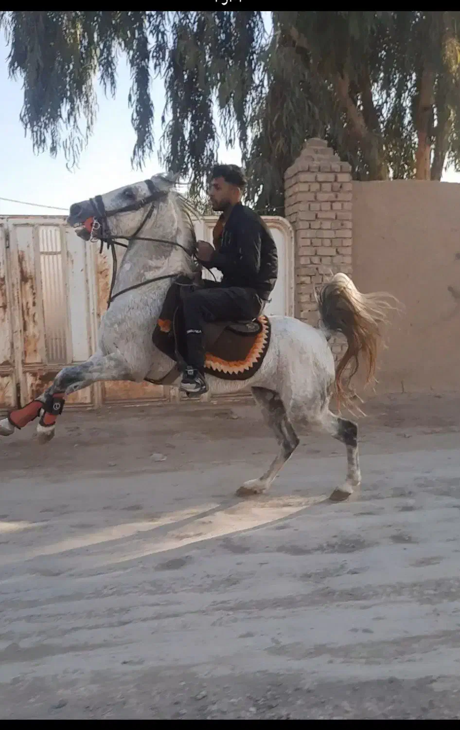 نریان|اسب و تجهیزات اسب‌سواری|قم, ارم|دیوار