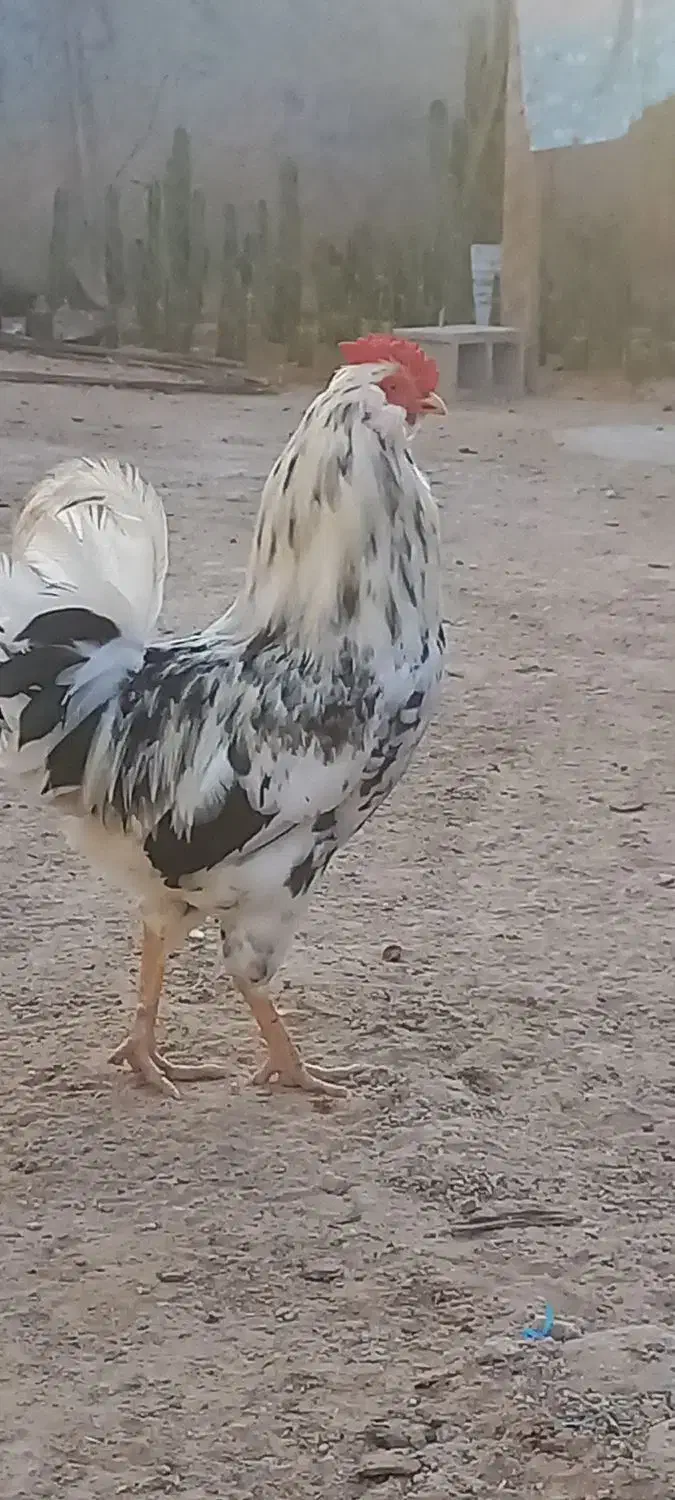 خروس گلین|حیوانات مزرعه|آبپخش, |دیوار