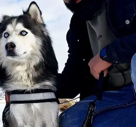 واگذاری رایگان هاسکی|سگ|کرمانشاه, |دیوار