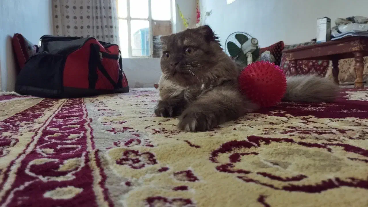 دختر پشمالو آروم و بغلی|گربه|سبزوار, قائم|دیوار