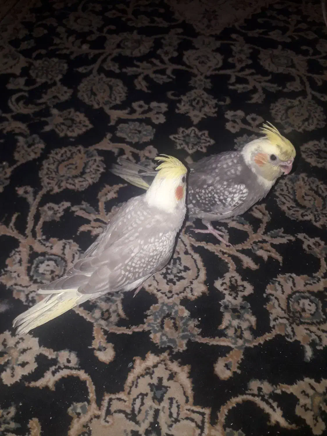 فروش تعدای جوجه عروس هلندی|پرنده|اسلام‌شهر, شهرک مفیدی|دیوار