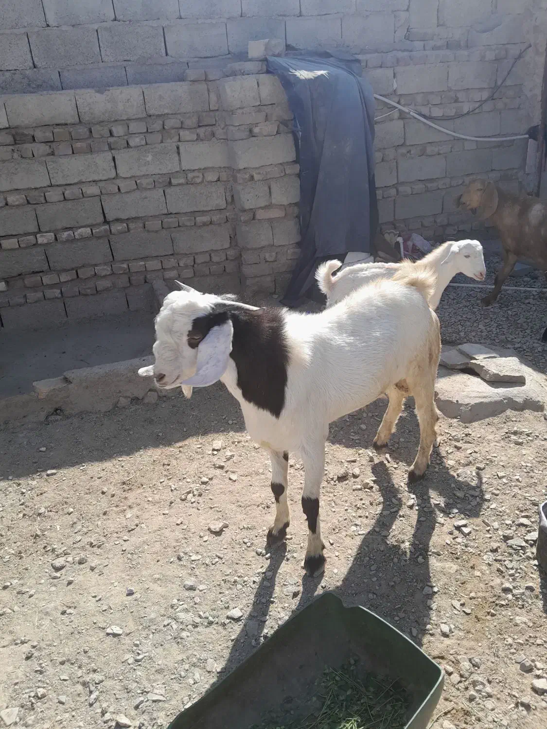 فروش فوری تروشت محلی 18 تومان|حیوانات مزرعه|سراوان, |دیوار