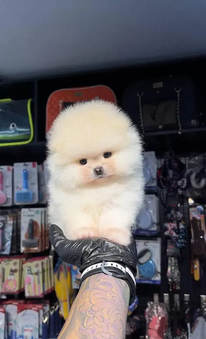 سگ جیبی|سگ|اصفهان, شاهد|دیوار