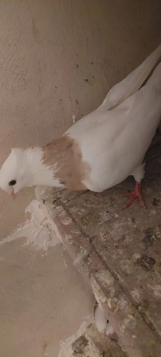 ماده طوقی|حیوانات|بروجرد, |دیوار