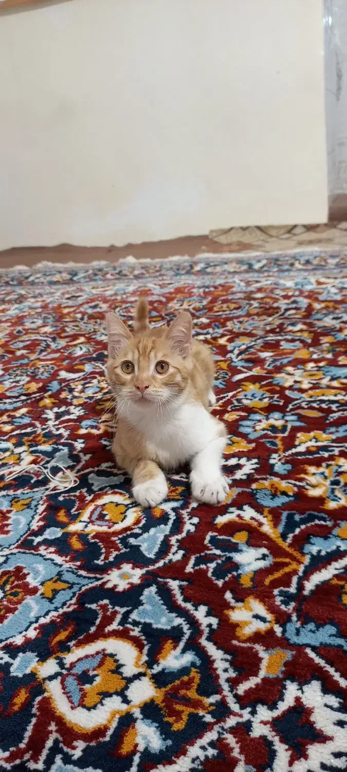 گربه چهار ماهه پسر|گربه|اردبیل, |دیوار