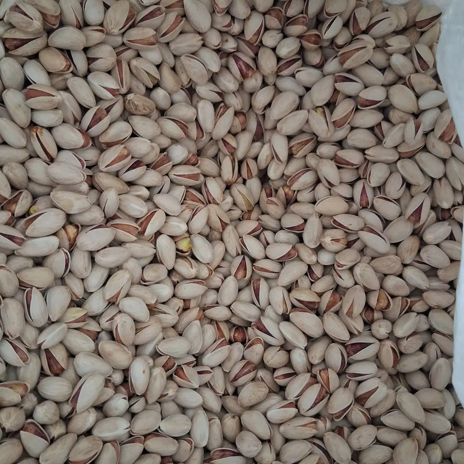 پسته خودرا بدون واسطه از کشاورز خریداری کنید|خوردنی و آشامیدنی|راور, |دیوار