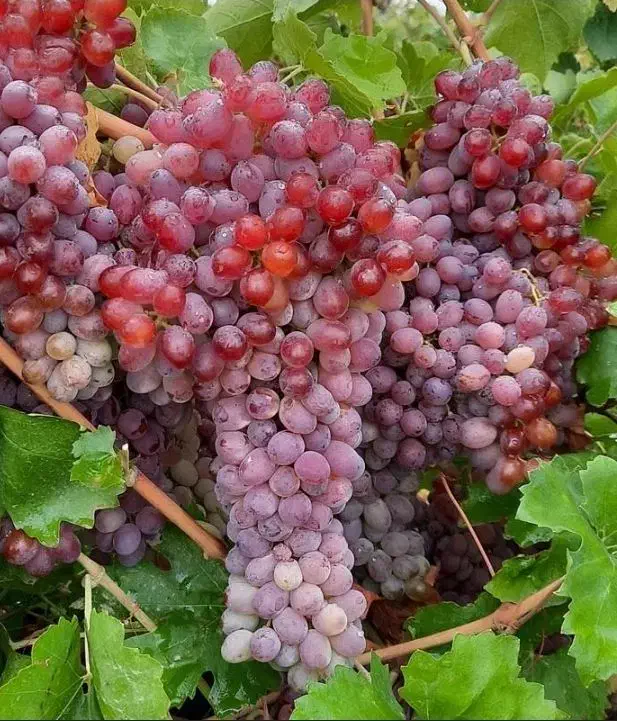 نهال های پر فروش و اقتصادی|خدمات باغبانی و درختکاری|مشهد, آیت الله کاشانی|دیوار