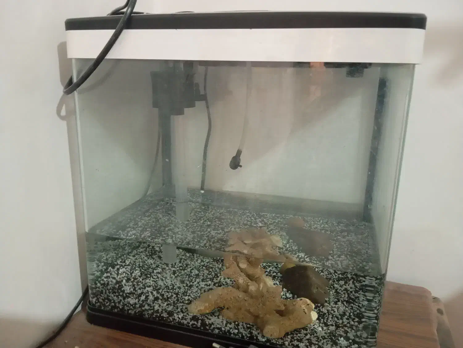 آکواریوم|ماهی|مبارکه, |دیوار