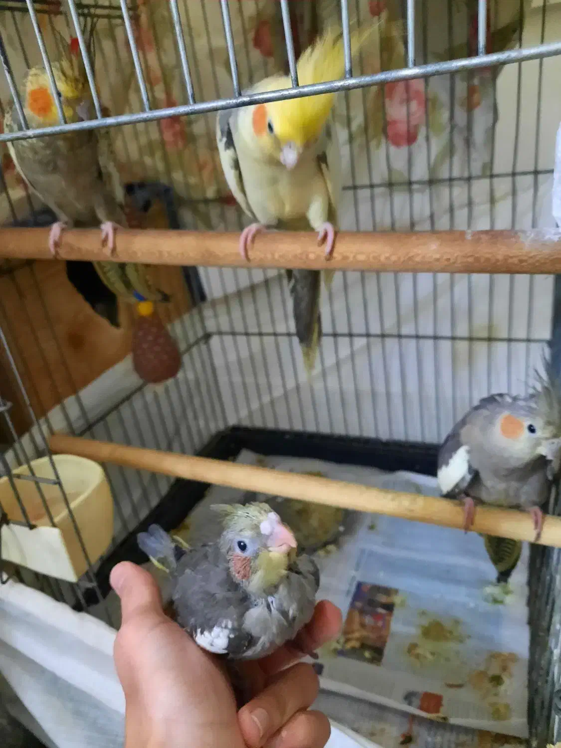 عروس هلندی سرلاکی|پرنده|تهران, دبستان|دیوار