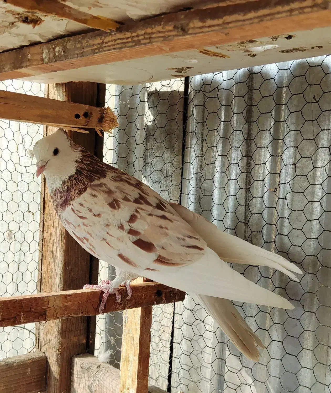 کفترسرور گنجه|پرنده|تهران, مشیریه|دیوار