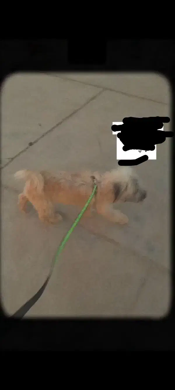 سگ شیتزو|سگ|اهرم, |دیوار