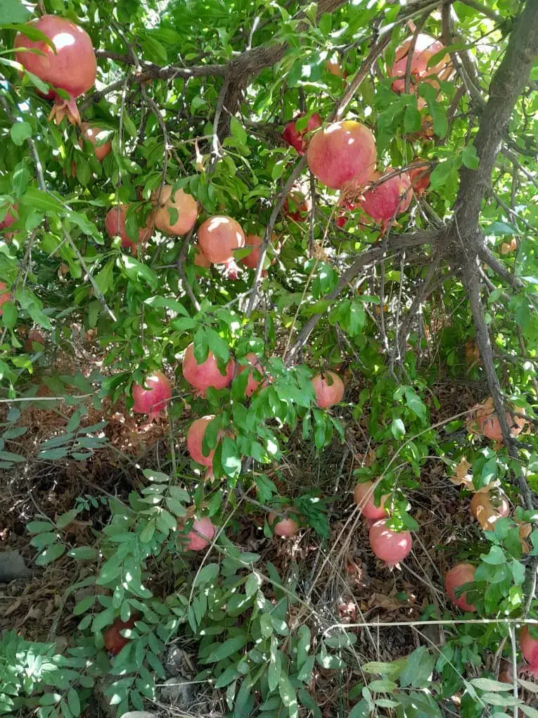 انار عروسک رباب|خوردنی و آشامیدنی|کوهنجان, |دیوار