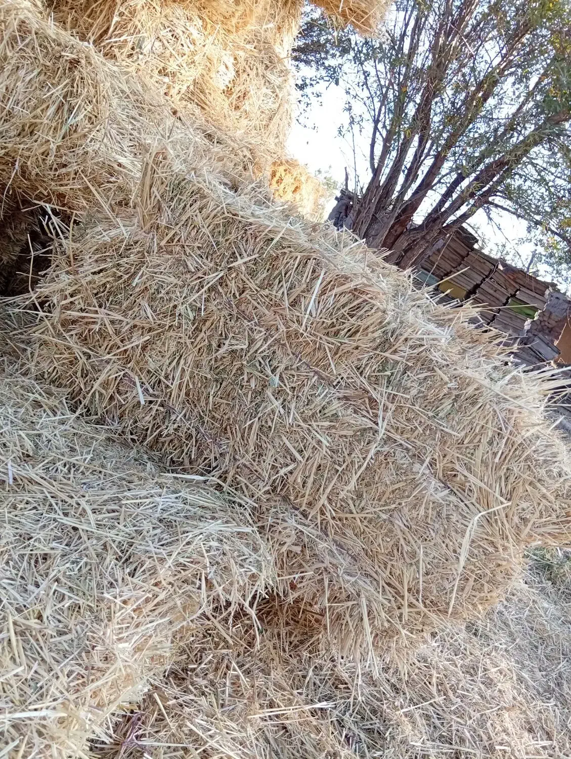 فروش علف|حیوانات مزرعه|سراب, |دیوار