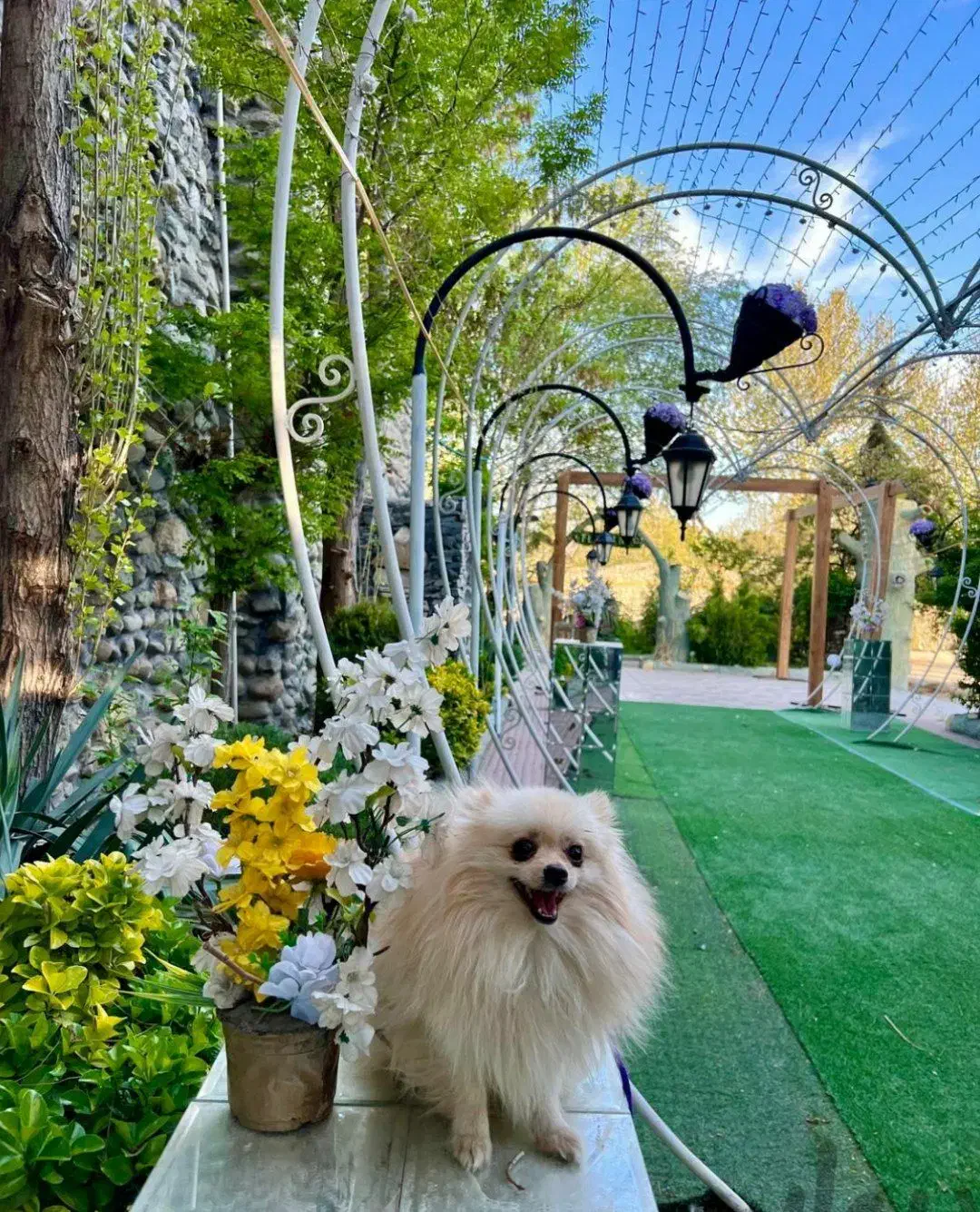 پامرنین لایت|سگ|پرند, فاز ۲|دیوار