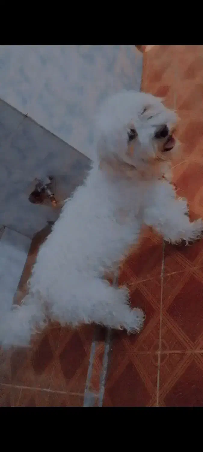 یک عدد سگ خونگی|سگ|شوشتر, |دیوار