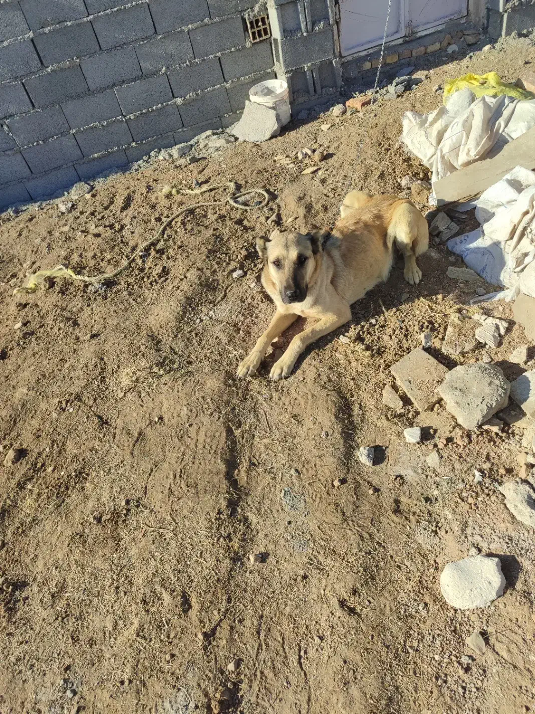 گمشده|سگ|اهر, |دیوار