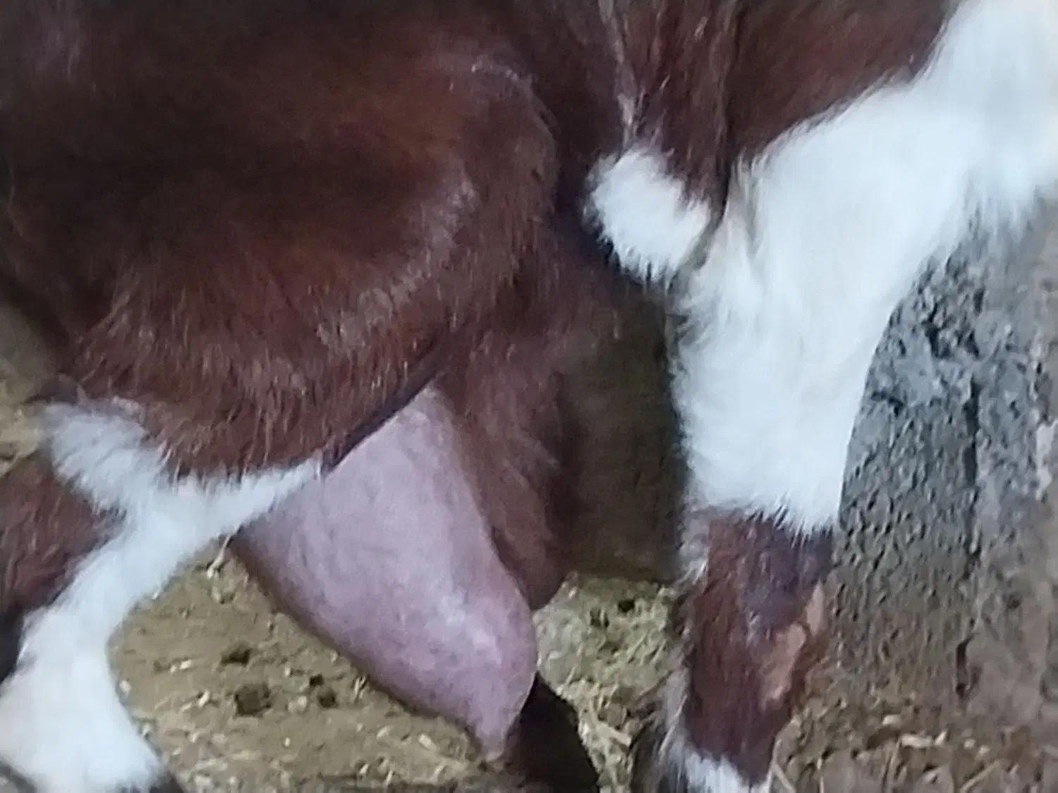 بز وبزغاله نر|حیوانات مزرعه|کارزان, |دیوار