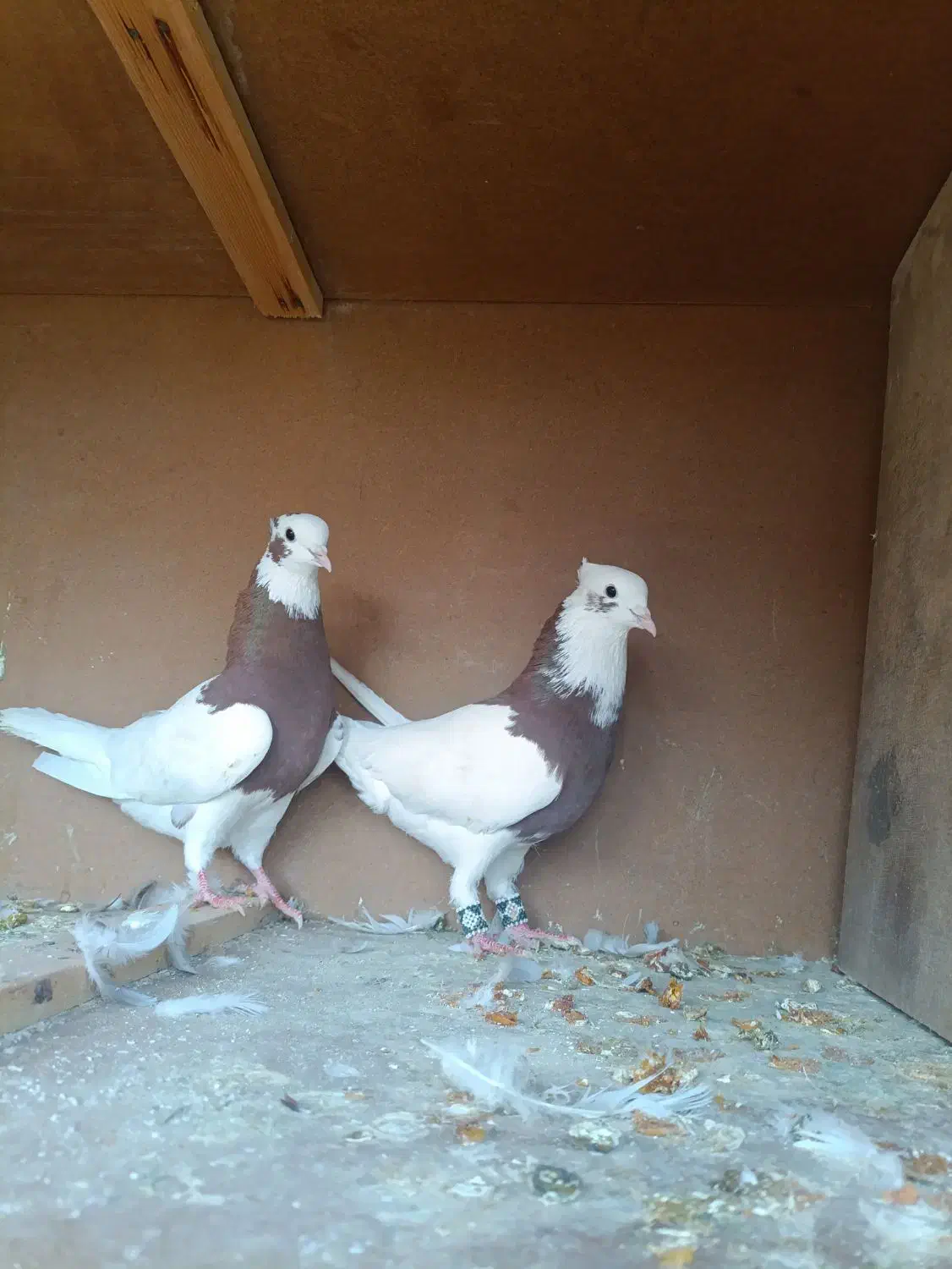 کبوتر طوقی|پرنده|کازرون, |دیوار