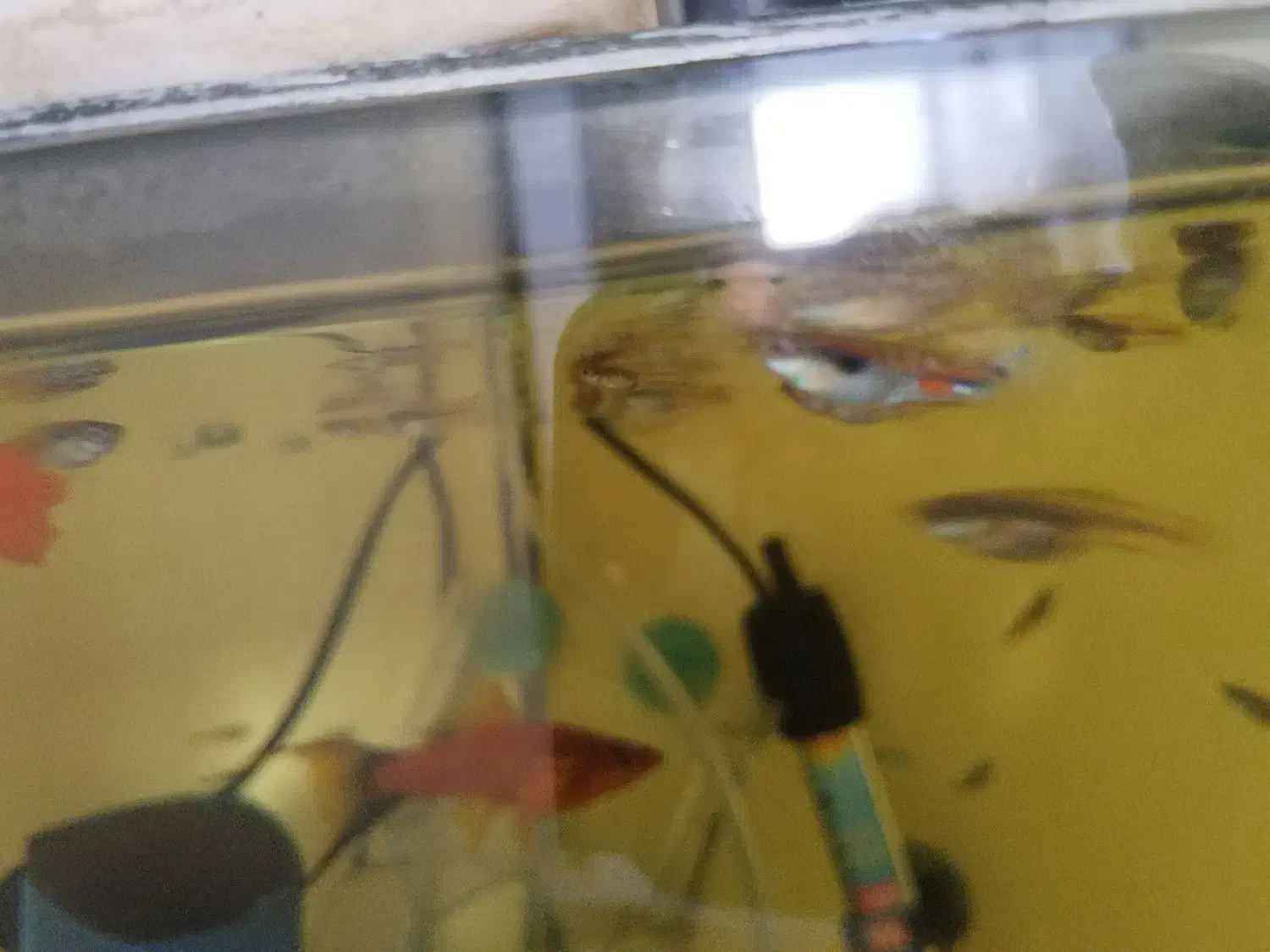 ماهیان|حیوانات|اصفهان, لنبان|دیوار