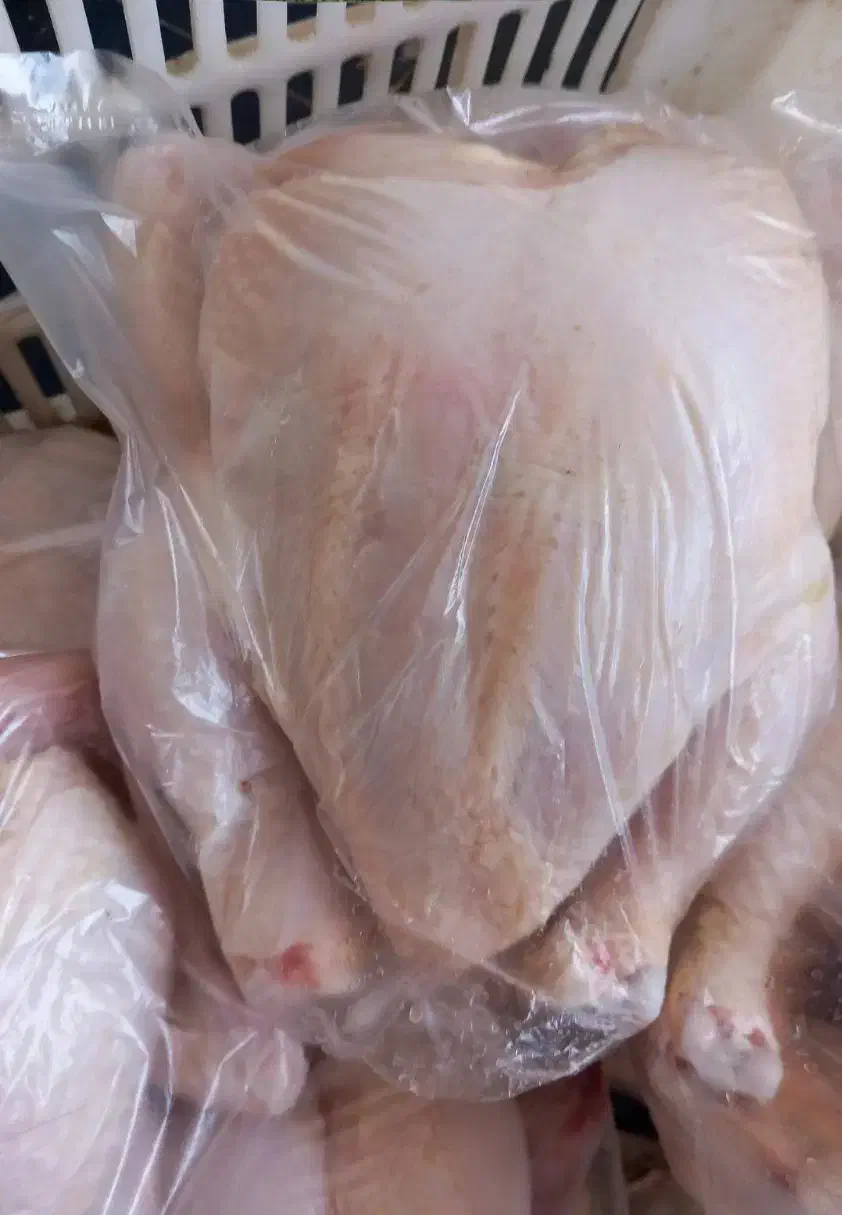 مرغ ارگانیک ماشینی|خوردنی و آشامیدنی|جویبار, |دیوار