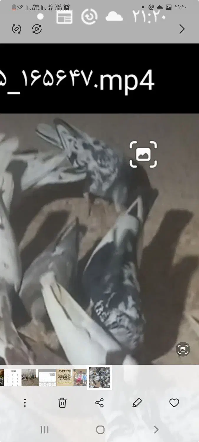 کبوتر|پرنده|فیروزه, |دیوار