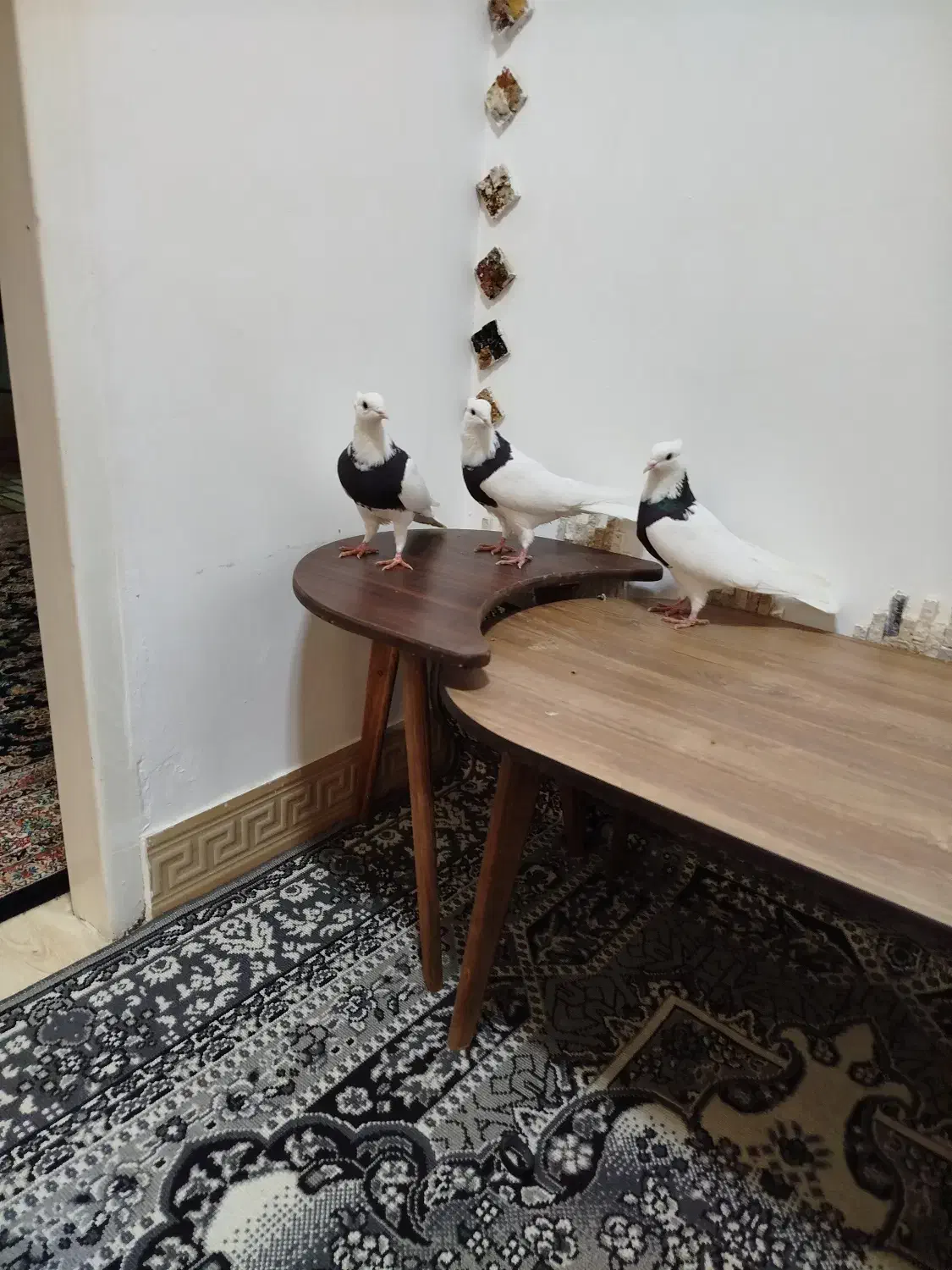 کبوتر طوقی|پرنده|کرمانشاه, |دیوار