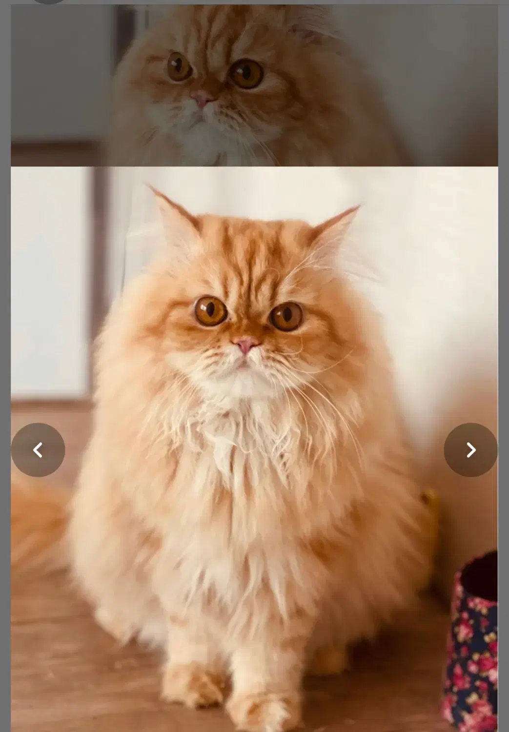 گربه پرشین گارفیلدی|گربه|تبریز, |دیوار