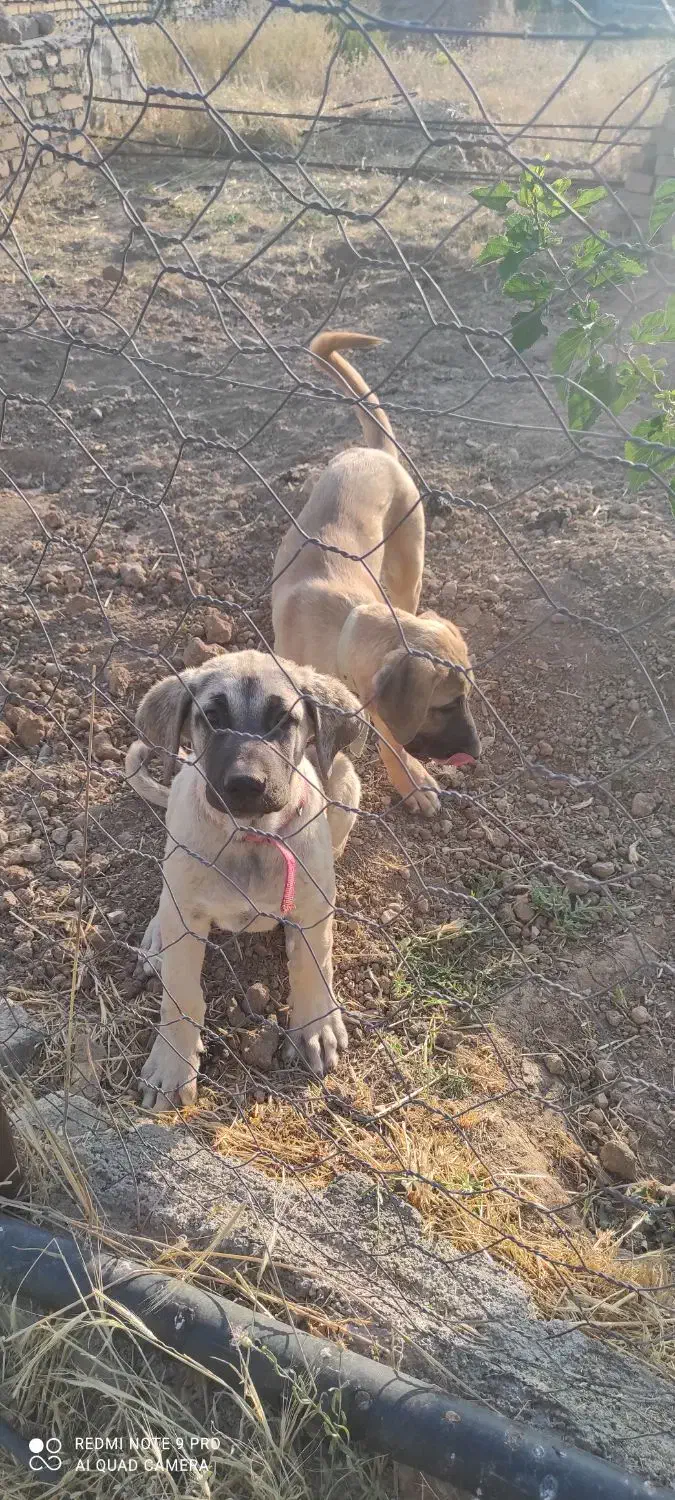 دو عدد سگ سرابی شش ماهه|سگ|بروجرد, |دیوار
