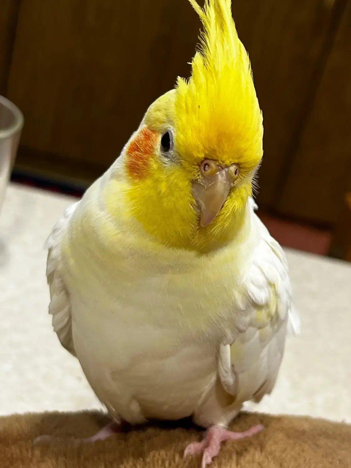 عروس هلندی گم شده|پرنده|تهران, سازمان برنامه جنوبی|دیوار