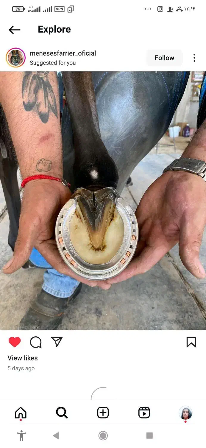 قیار ونعلبندی|اسب و تجهیزات اسبسواری|شهریار, اسدآباد|دیوار