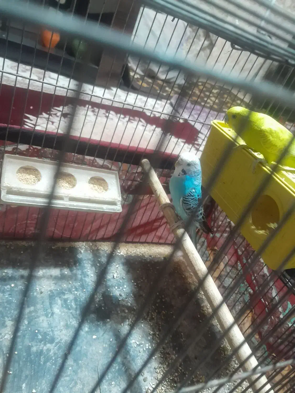 یه جفت مرغ عشق|پرنده|فسا, |دیوار