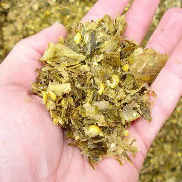 علوفه ذرت|خدمات باغبانی و درختکاری|بروجرد, |دیوار